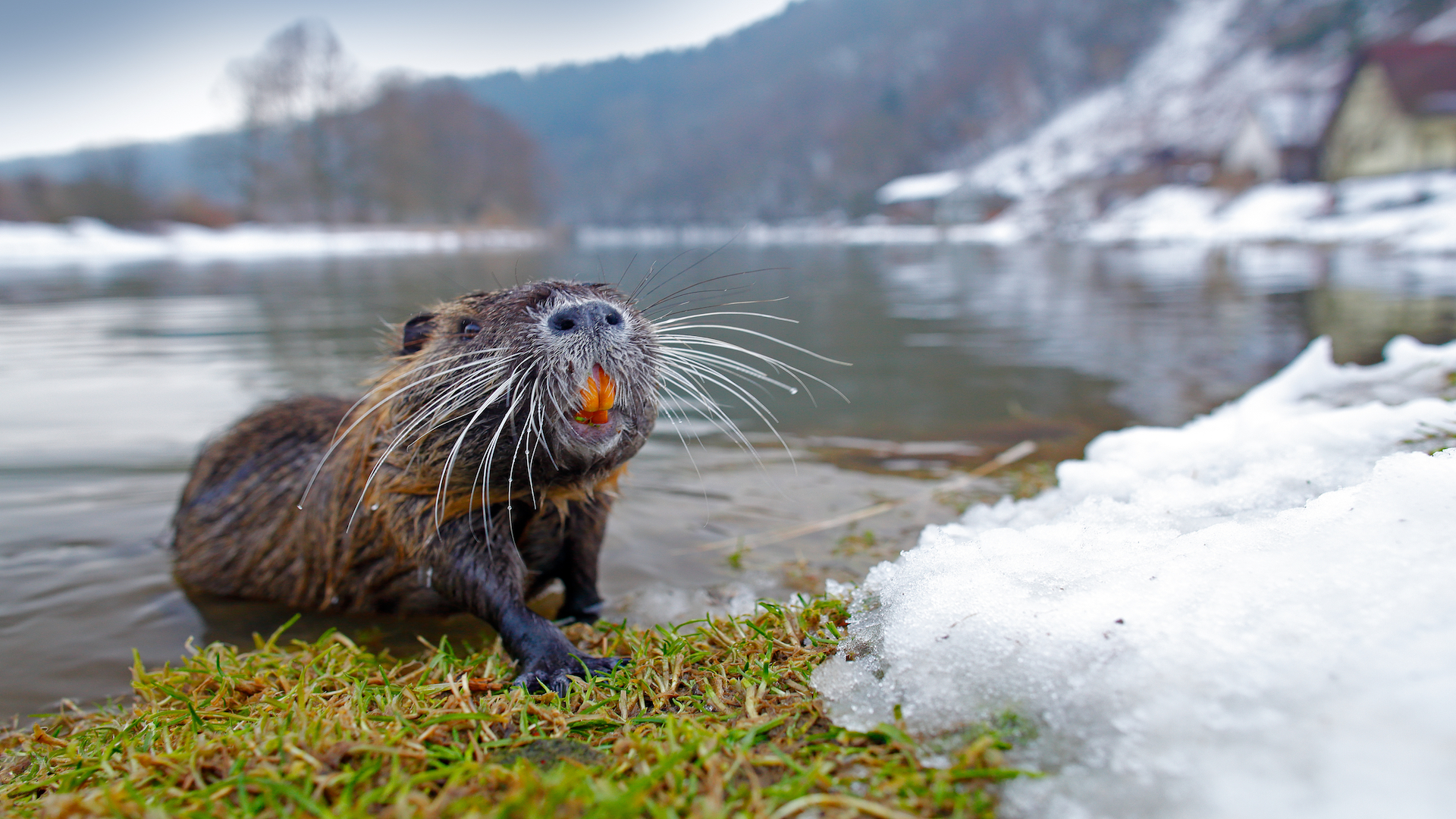  nutria